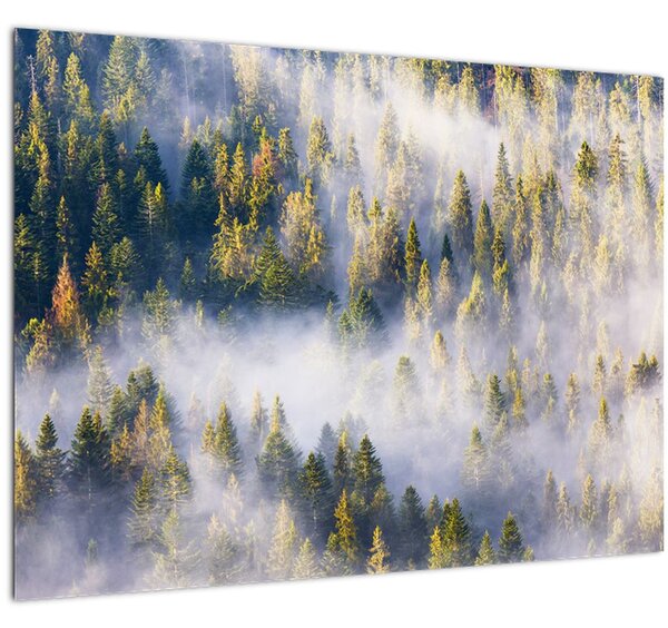 Obraz stromov v hmle (70x50 cm)