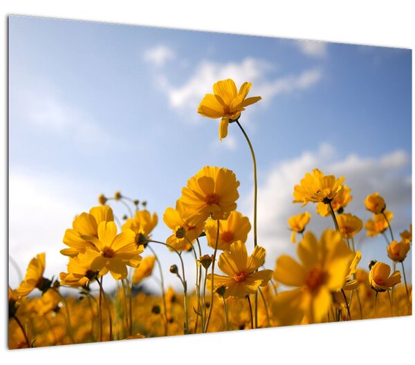 Obraz poľa s jasne žltými kvetmi (90x60 cm)
