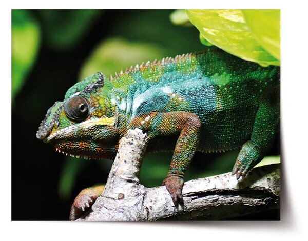 Sablio Plagát Chameleón - 60x40 cm