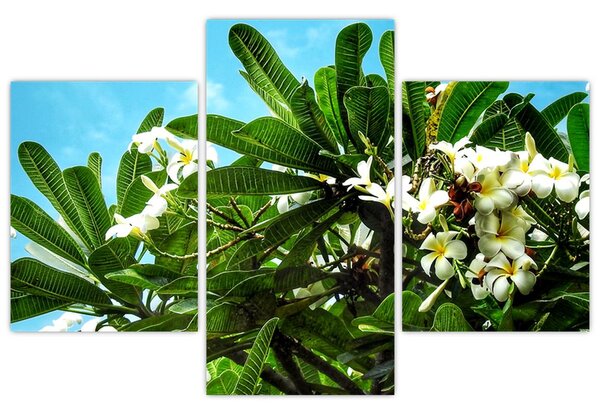 Obraz - Plumeria (90x60 cm)