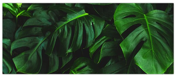 Obraz listov Monstery (120x50 cm)