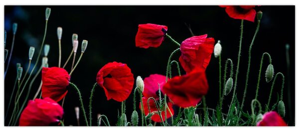 Obraz - Tanec vlčích makov (120x50 cm)
