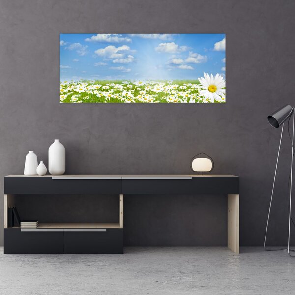 Obraz rozkvitnutej lúky s margarétkami (120x50 cm)