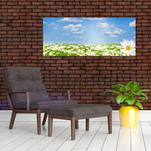 Obraz rozkvitnutej lúky s margarétkami (120x50 cm)