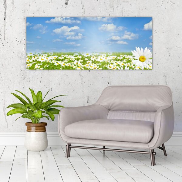 Obraz rozkvitnutej lúky s margarétkami (120x50 cm)