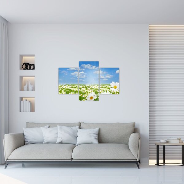 Obraz rozkvitnutej lúky s margarétkami (90x60 cm)