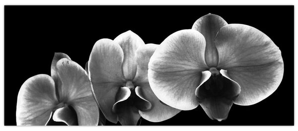 Obraz kvetu orchidey (120x50 cm)
