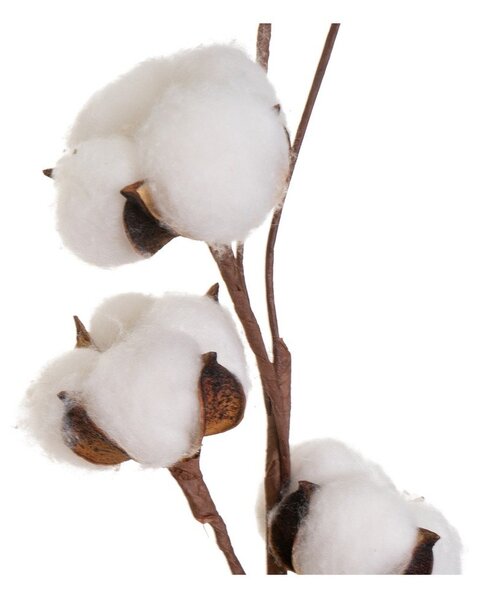 Sušená rastlina (výška 55 cm) Cotton – Casa Selección