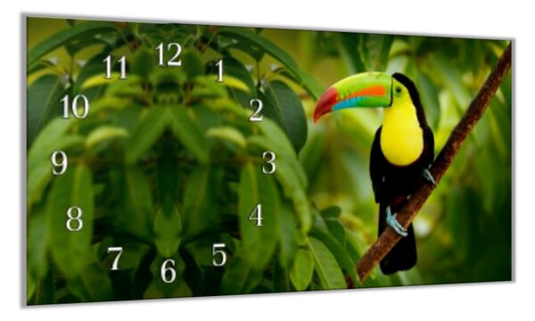 Nástenné hodiny papagáj 30x60cm XXVII - plexi