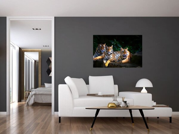 Obraz - Tigrii bratia (90x60 cm)