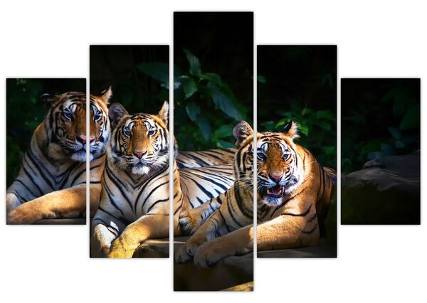 Obraz - Tigrii bratia (150x105 cm)