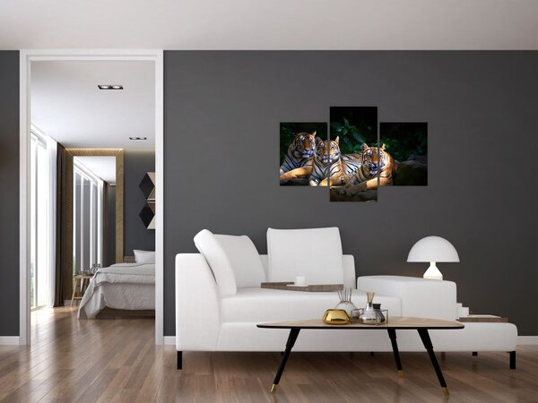 Obraz - Tigrii bratia (90x60 cm)