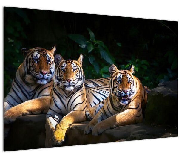 Obraz - Tigrii bratia (90x60 cm)