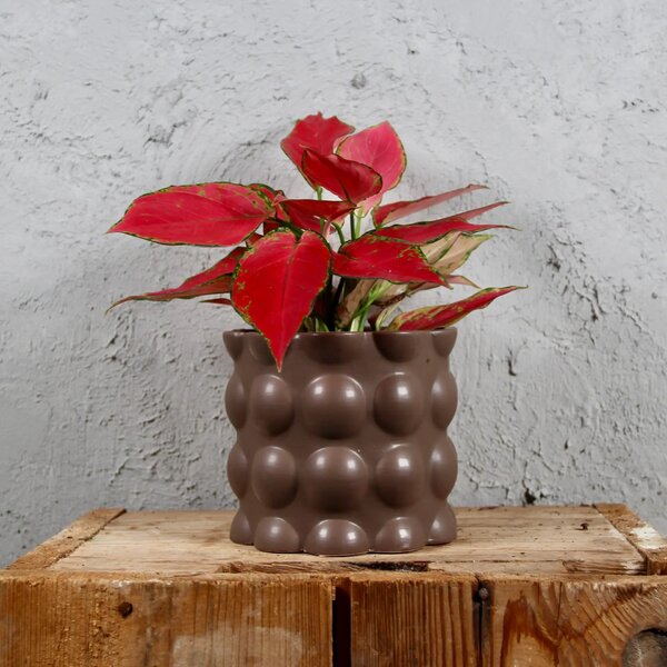 Kvetináč Cotton hnedý Ø 12 cm