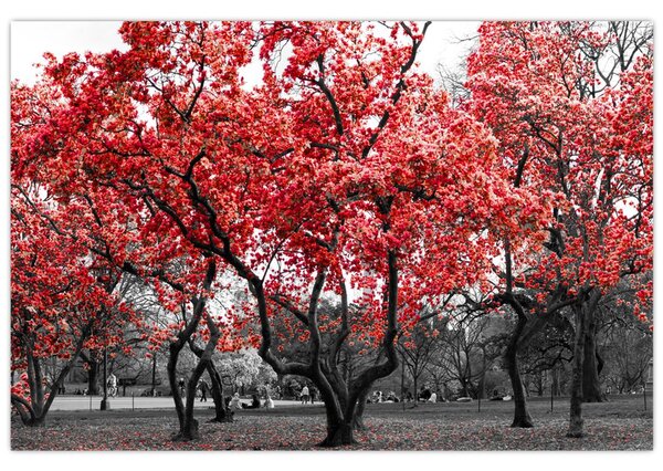 Obraz - Červené stromy, Central Park, New York (90x60 cm)