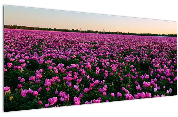 Obraz - Lúka fialových tulipánov (120x50 cm)