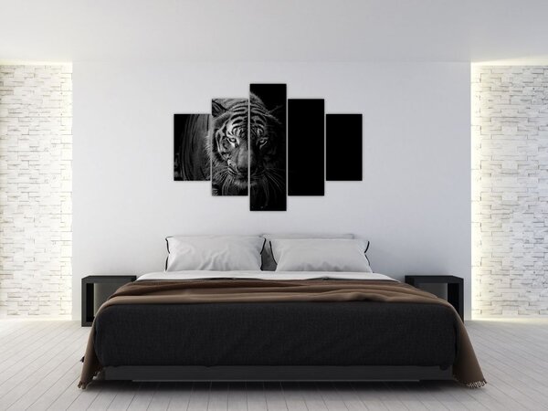Obraz divokého tigra (150x105 cm)