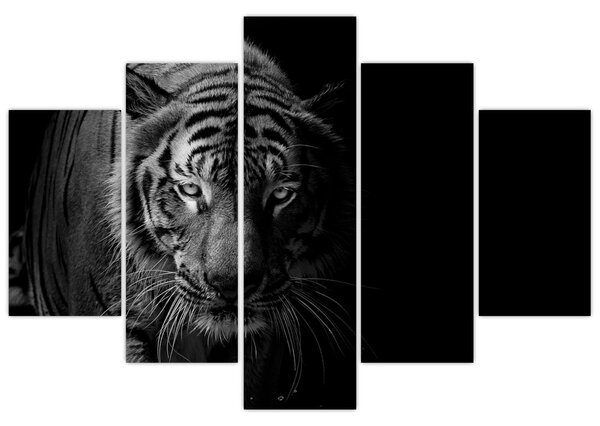 Obraz divokého tigra (150x105 cm)