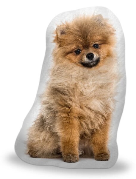 Sablio 3D vankúš Pomeranian 36×50cm