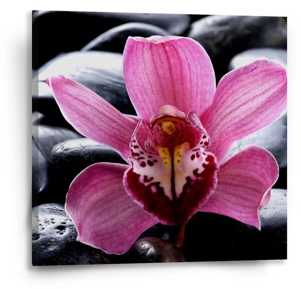 Sablio Obraz Ružová orchidea - 50x50 cm