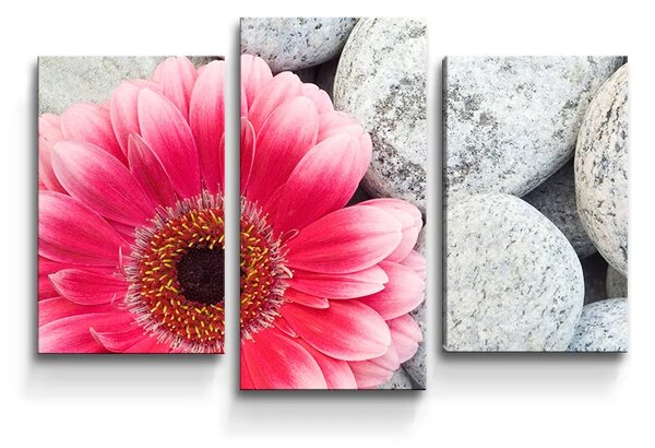 Sablio Obraz - 3-dílný Gerbera na kameňoch - 75x50 cm