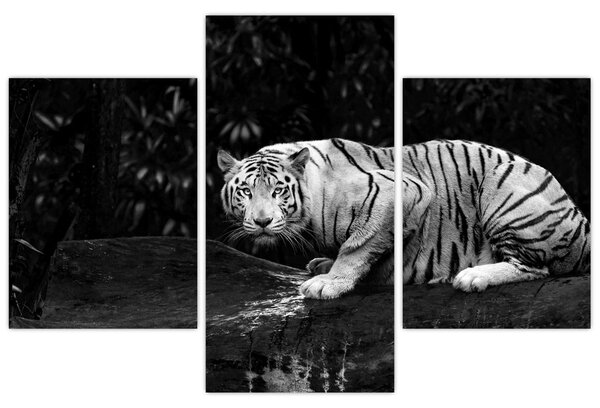 Obraz - Tiger albín, čiernobiely (90x60 cm)
