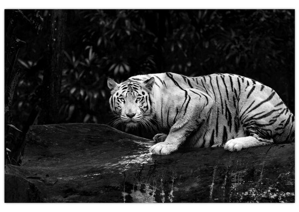 Obraz - Tiger albín, čiernobiely (90x60 cm)