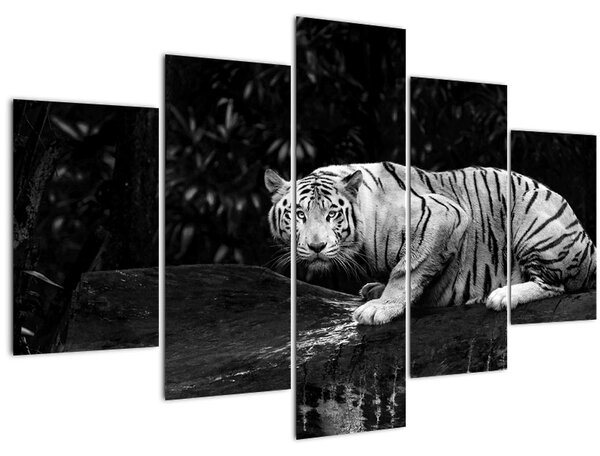 Obraz - Tiger albín, čiernobiely (150x105 cm)