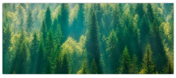 Obraz - Borovicový les (120x50 cm)