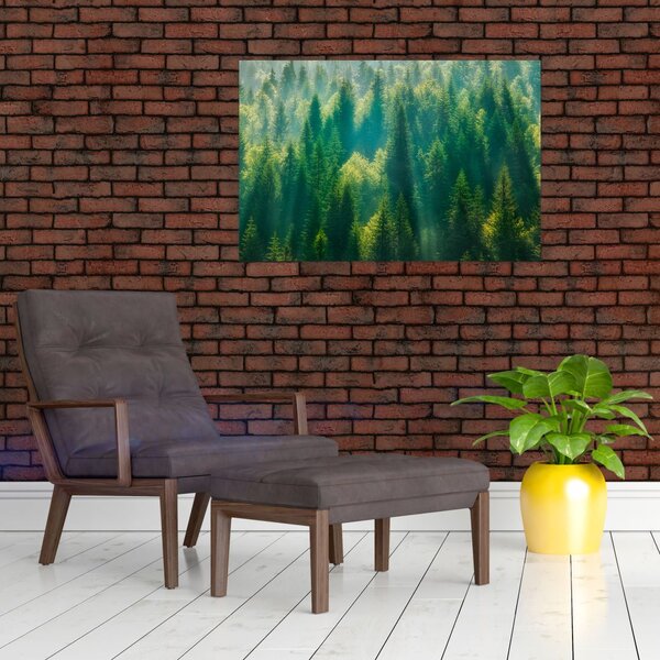 Obraz - Borovicový les (90x60 cm)