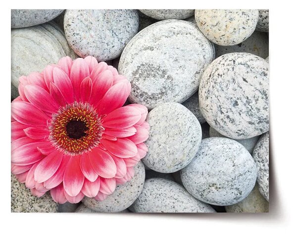 Sablio Plagát Gerbera na kameňoch - 60x40 cm
