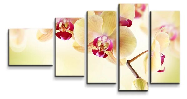 Sablio Obraz - 5-dílný Orchidea 2 - 100x60 cm