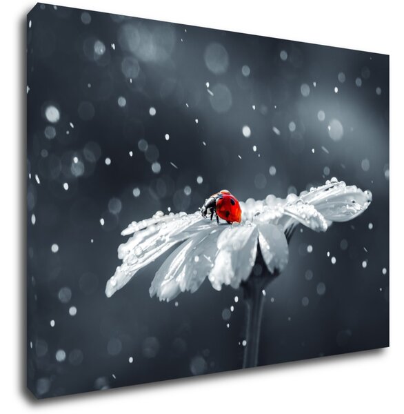 Impresi Obraz Lienka na kvetine - 70 x 50 cm