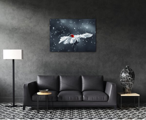 Impresi Obraz Lienka na kvetine - 70 x 50 cm