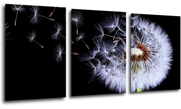 Impresi Obraz Púpava na čiernom pozadí - 150 x 70 cm (3 dielny)