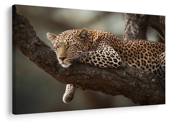 Obraz leopard odpočívajúci na strome