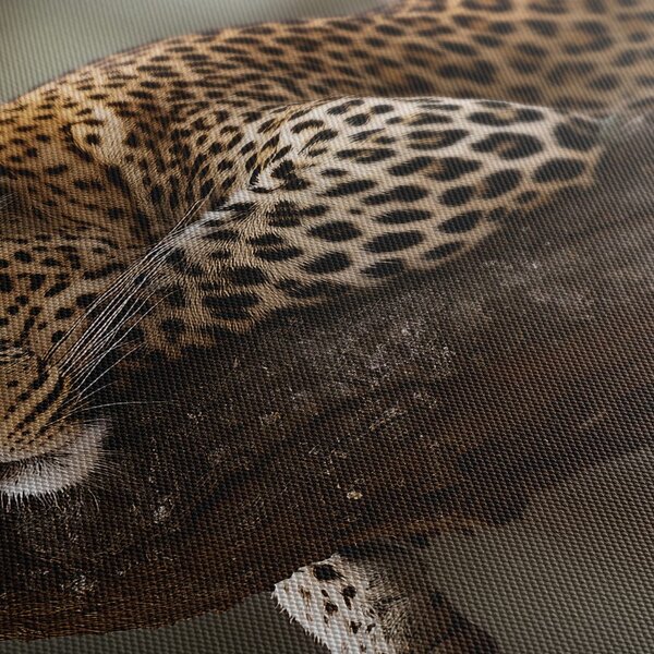 Obraz leopard odpočívajúci na strome