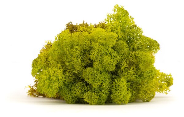 Stabilizovaný mach - lišajník - limetka Váha: 250g