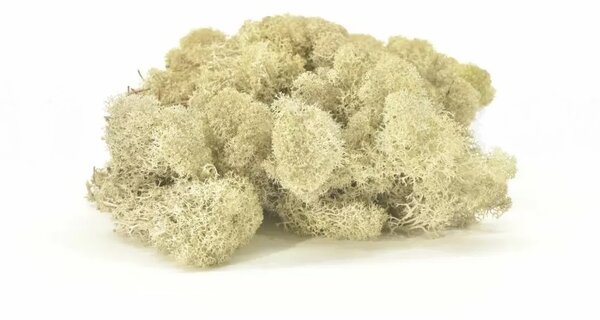 Stabilizovaný mach - lišajník - biely Váha: 250g