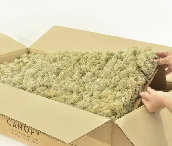 Stabilizovaný mach - lišajník - biely Váha: 250g