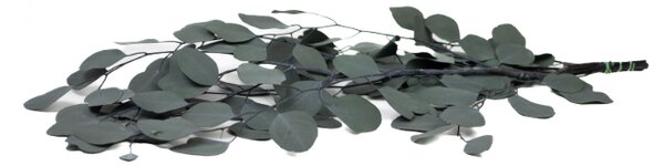Stabilizovaný eukalyptus - zelený