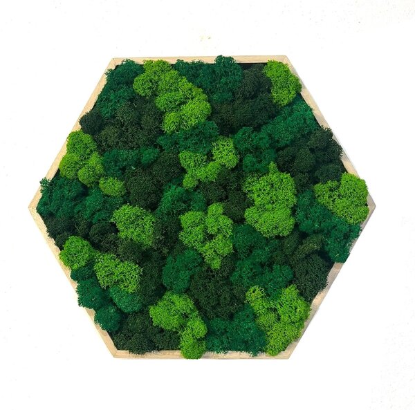 Machový obraz - Hexagon - mix Veľkosť rámu: 21cm ( v najširšom bode )