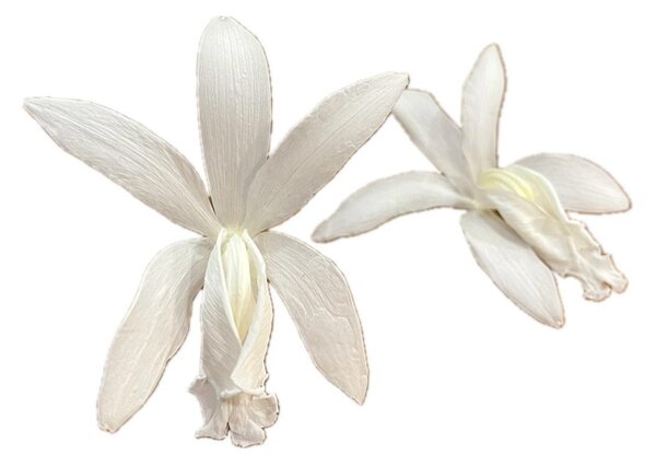 Stabilizované kvety Orchidea Cattleya - biele Kus: 1