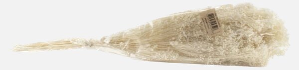 Stabilizované kvety Broom - Biele