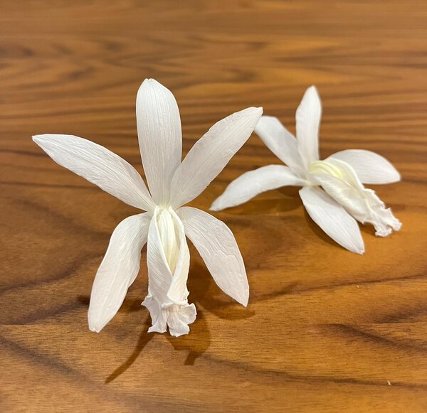 Stabilizované kvety Orchidea Cattleya - biele Kus: 1