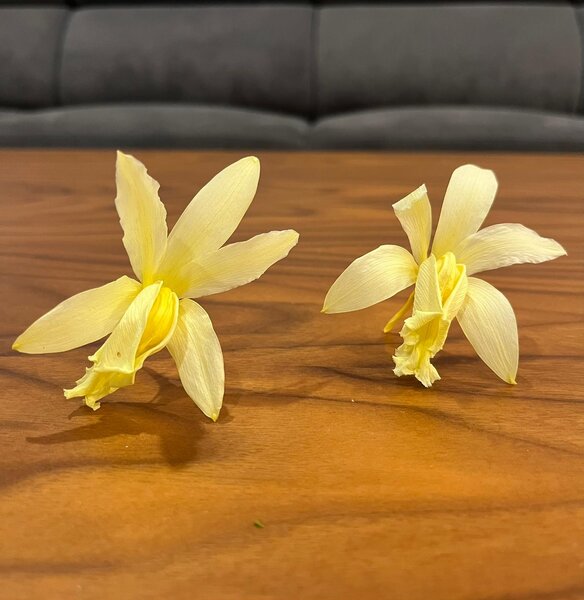 Stabilizované kvety Orchidea Cattleya - žlté Kus: 1