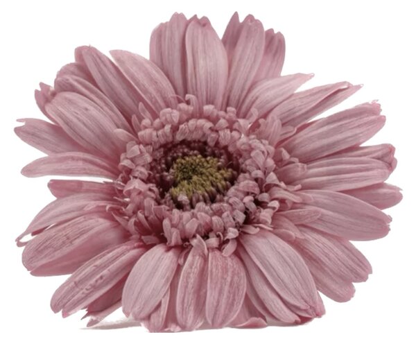 Stabilizované kvety Gerbera - ružové Kus: 1