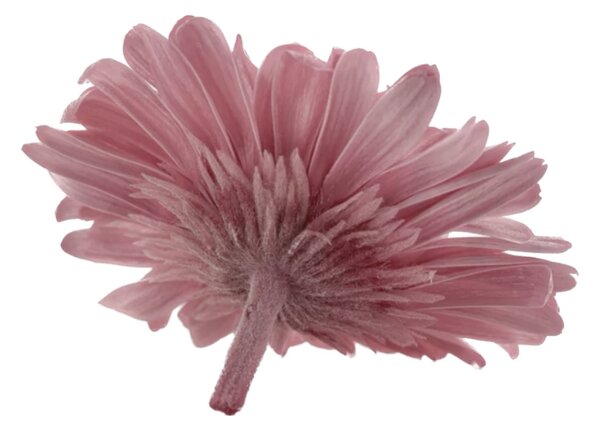 Stabilizované kvety Gerbera - ružové Kus: 1
