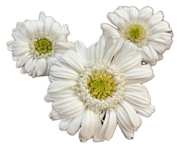 Stabilizované kvety Gerbera - bielozelený Kus: 1