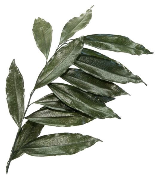 Stabilizovaný coculus - zelený Kus: 1